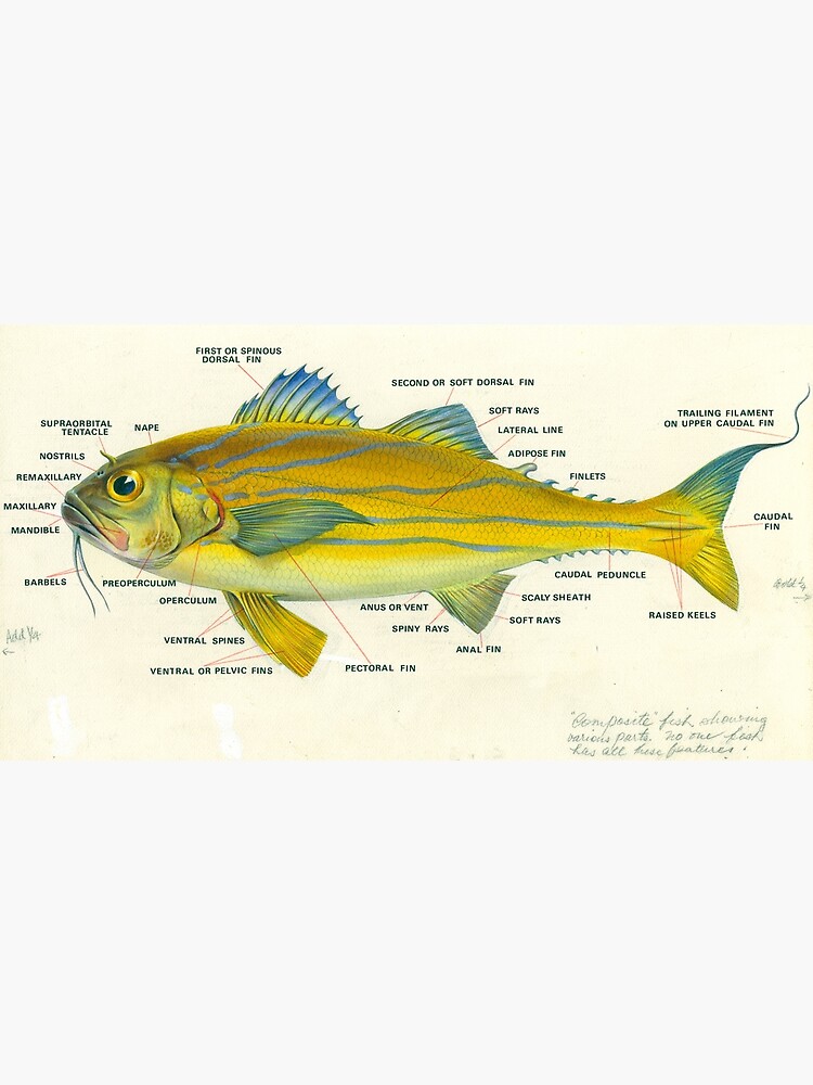 parts-of-a-fish-a-composite-fish-naming-various-parts-poster-for-sale-by-anmm-redbubble