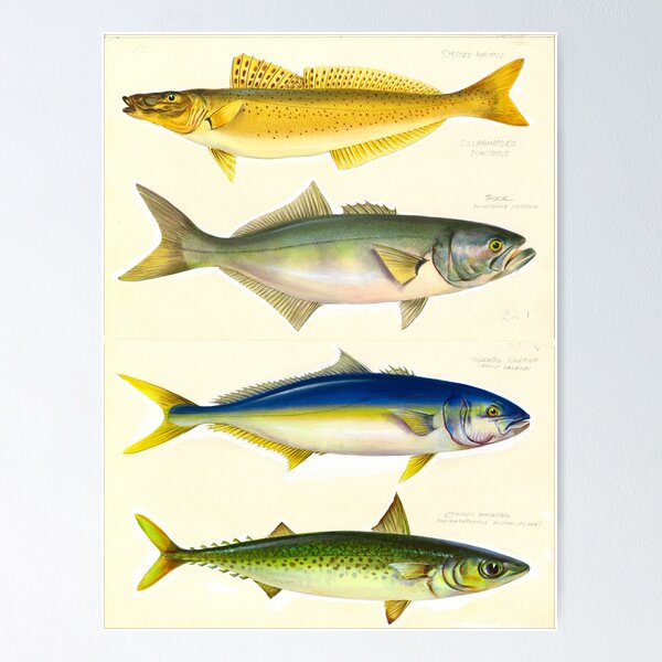 Item preview, Spotted whiting (Sillaginodes punctatus), Tailor (Pomatomus saltator), Yellowtail kingfish (Seriola lalandi) and Common mackerel (Pneumatophorus Australiasicus) designed and sold by anmm.