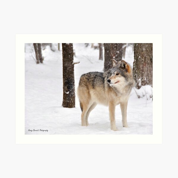Timber Wolf Art Print