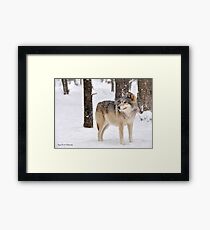 Timber Wolf Framed Print