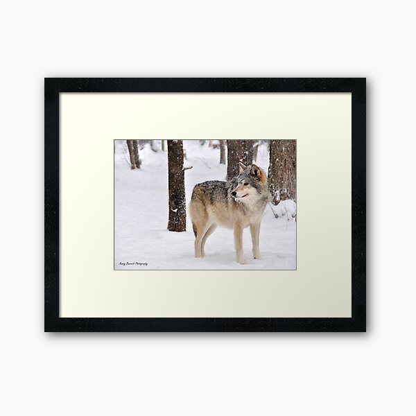 Timber Wolf Framed Art Print