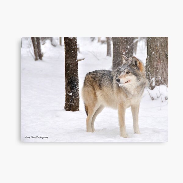 Timber Wolf Metal Print