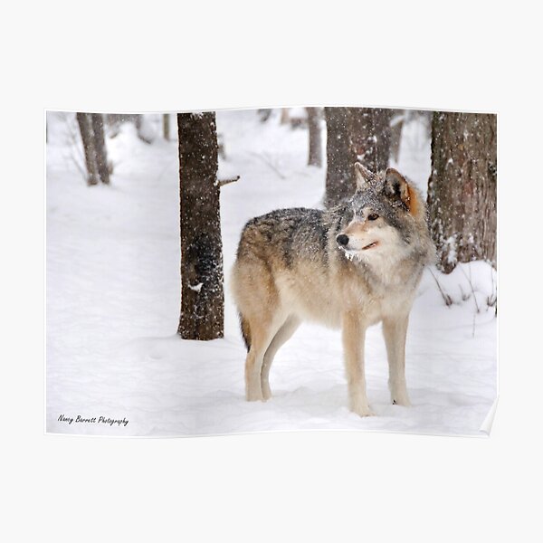 Timber Wolf Poster