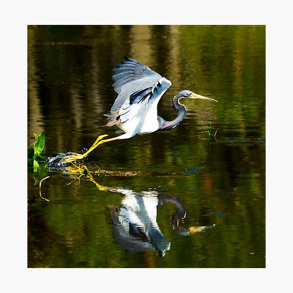 Item preview, Wurdemann's Heron Taking Flight designed and sold by Frank Bibbins.
