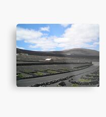 Vineyards in Lanzarote Metal Print