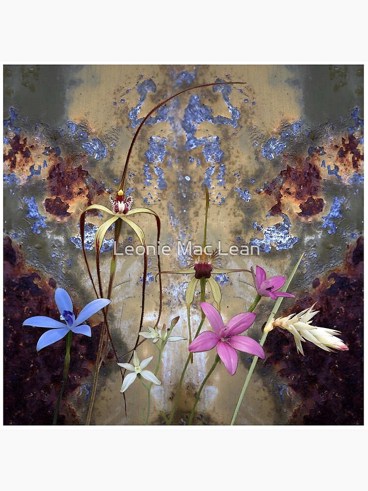 Silky Blue & Orchids with Blue Rusty Metal, native orchids of Western Australia. by yallmia