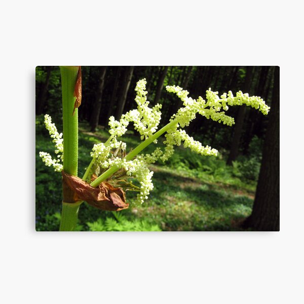 Flowering Rhubarb Stalks Canvas Print