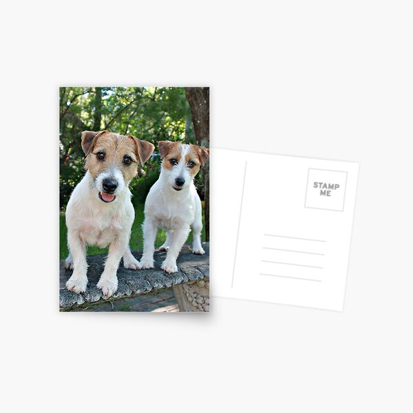Startled! Postcard