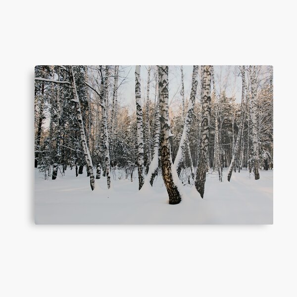 Birches Metal Print