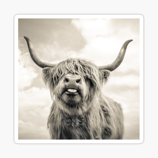 Cheeky Highland Cow Sticker