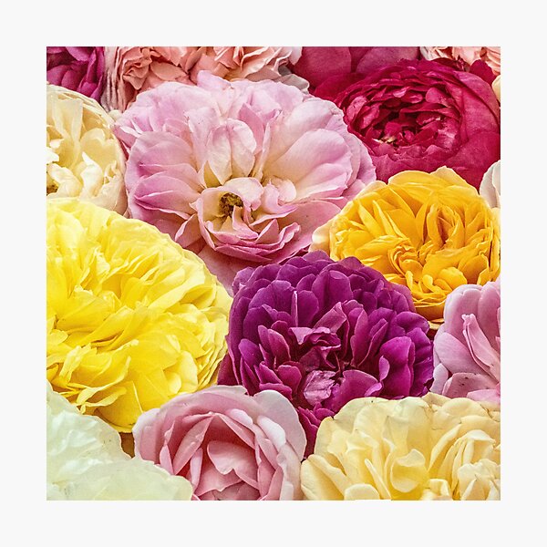 Rose Fever No.4 (square) Photographic Print