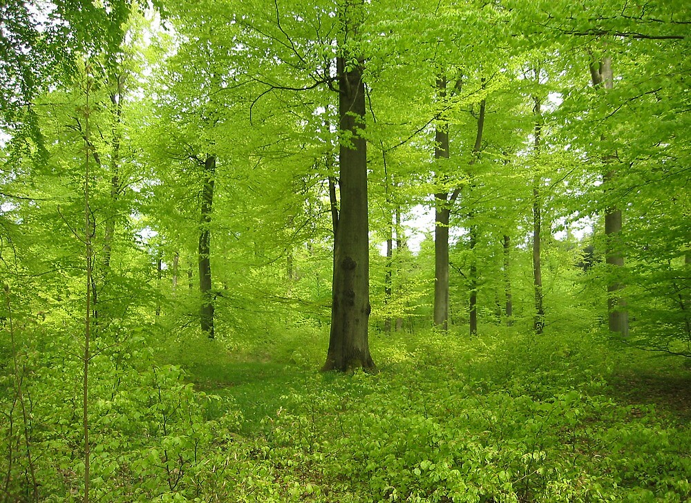 "The beech wood in May" by Trine Redbubble