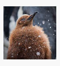 First Snow Photographic Print