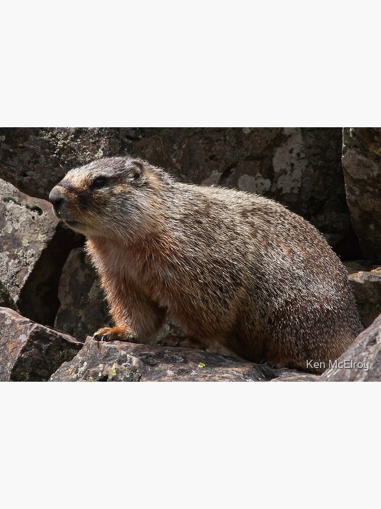 Meet Mr. Marmot by mcvette