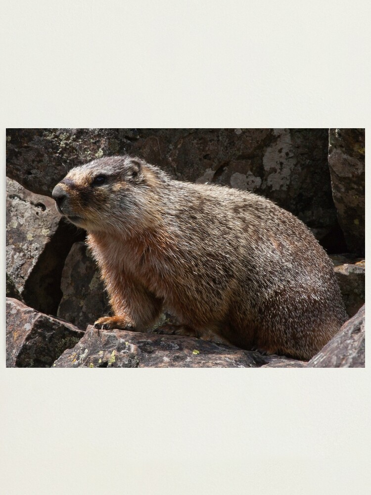 Alternate view of Meet Mr. Marmot Photographic Print