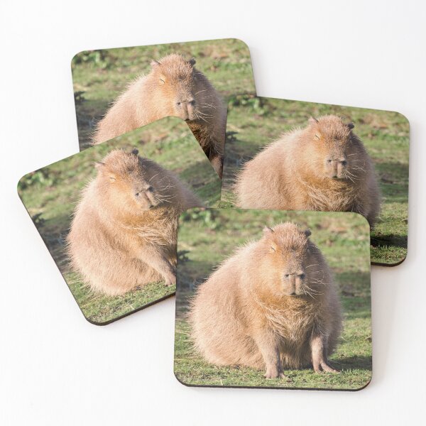 Item preview, Capybara stare designed and sold by JEZ22.