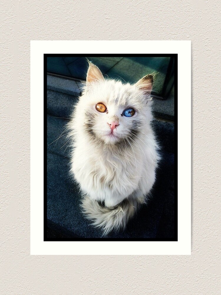 Chat Aux Yeux Bicolore Art Print By Switchin Shop Redbubble