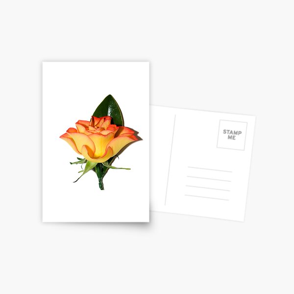Yellow & Red Rose Postcard