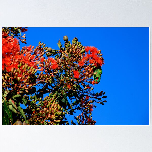 Item preview, swift parakeet. eastcoast, tasmania designed and sold by bodhiimages.