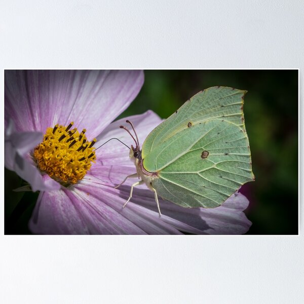 Item preview, Brimstone designed and sold by Adrian Rowley.
