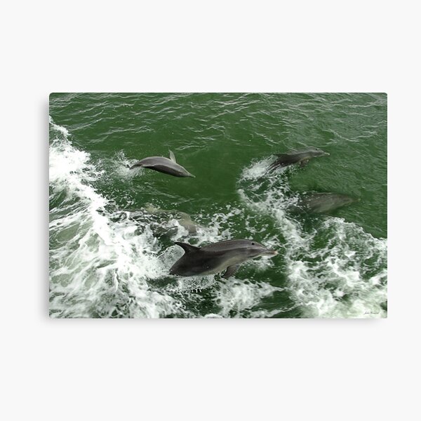 Dolphins at play Canvas Print