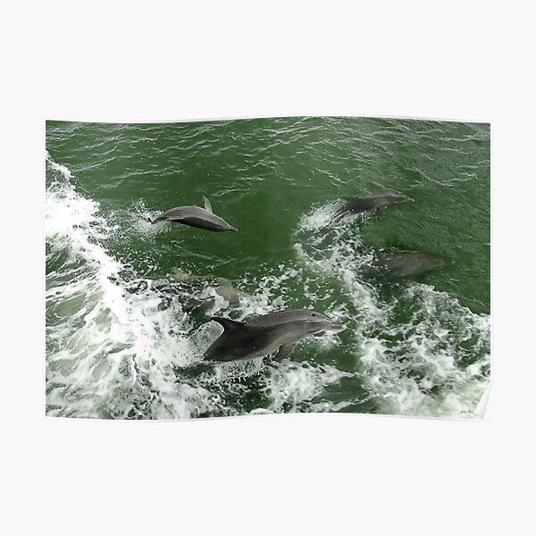 Dolphins at play Poster