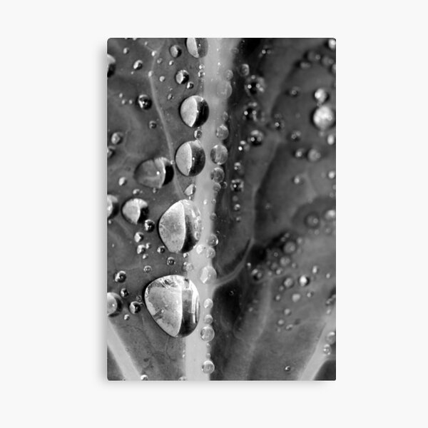 Brassica Canvas Print