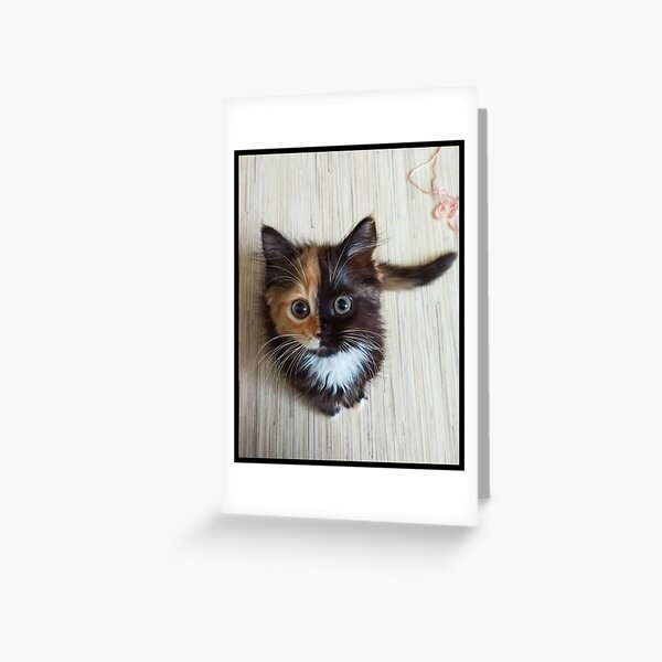 Chaton Roux Tout Mignon Greeting Card By Switchin Shop Redbubble