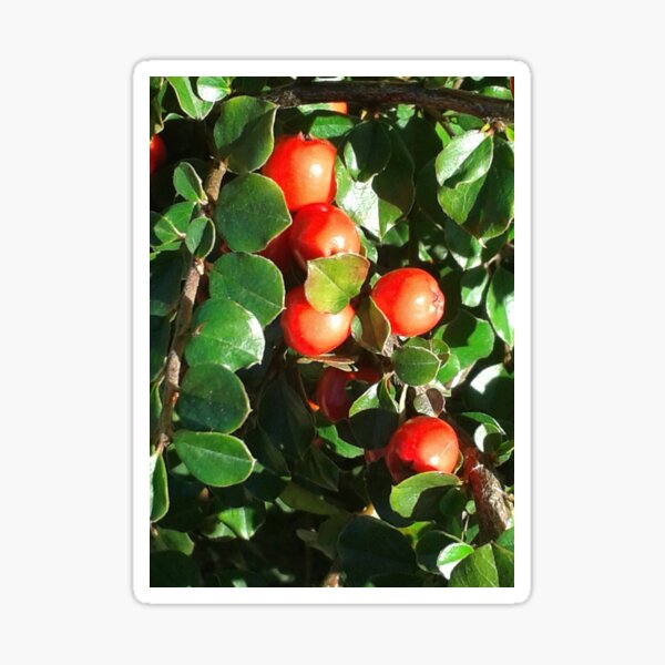 Red Berries Sticker