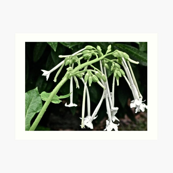 NICOTIANA - SHADY LADY 4 Art Print