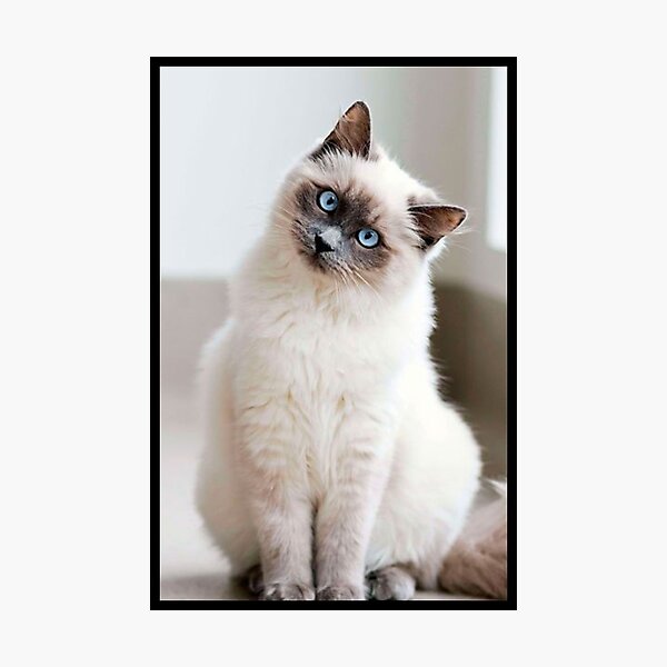 Chat Blanc Gifts Merchandise Redbubble