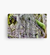 Rain Forest Leinwanddruck