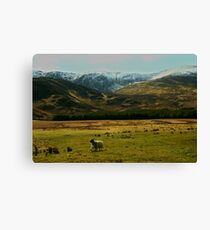 springtime Canvas Print