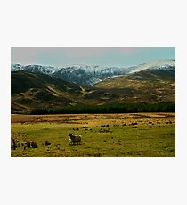 springtime Photographic Print
