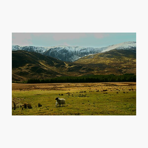 springtime Photographic Print