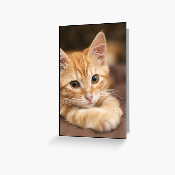 Chaton Greeting Cards Redbubble