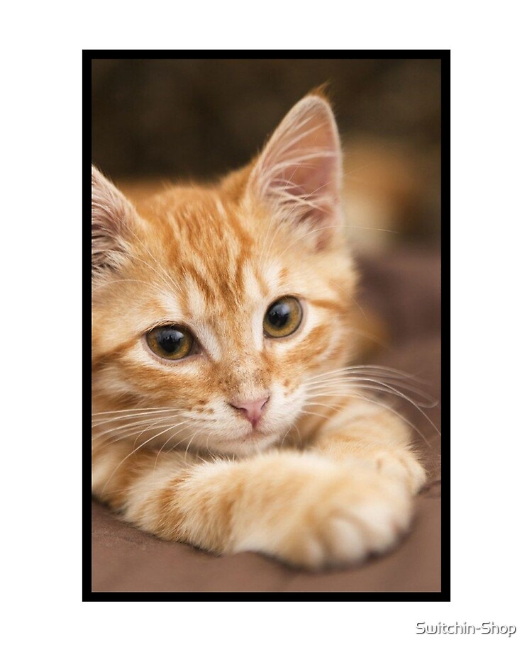 Chaton Roux Tout Mignon Ipad Case Skin By Switchin Shop Redbubble