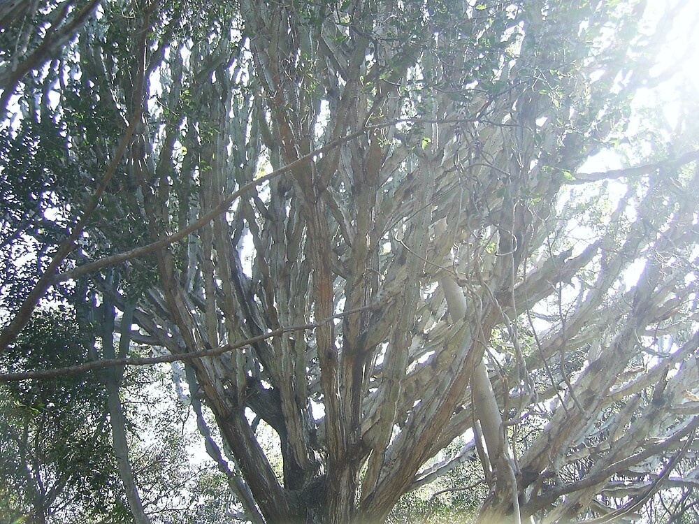 "Euphorbia Ingens "Naboom Tree", Gauteng, South Africa" by sbrosszell