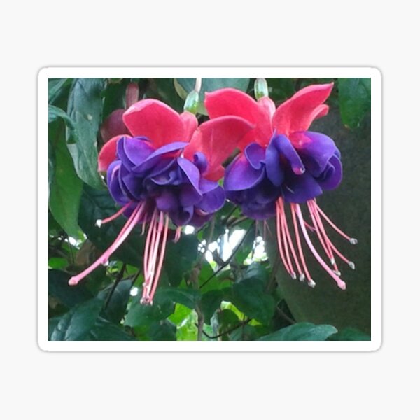 Fuschia Sticker