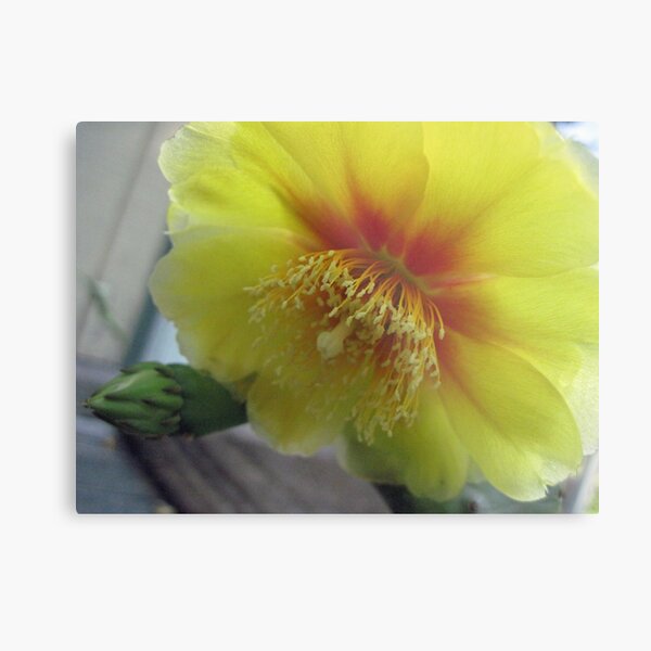 prickley pear flower Metal Print