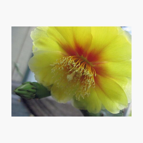 prickley pear flower Photographic Print