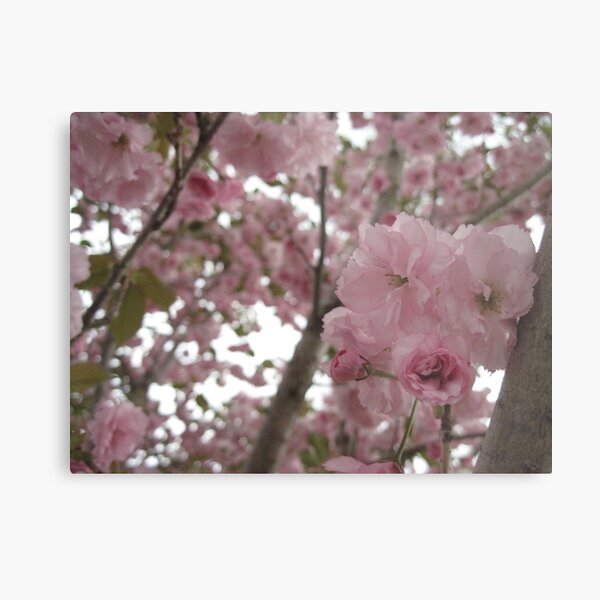 bloom Metal Print