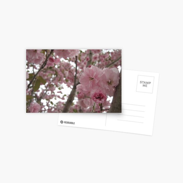 bloom Postcard
