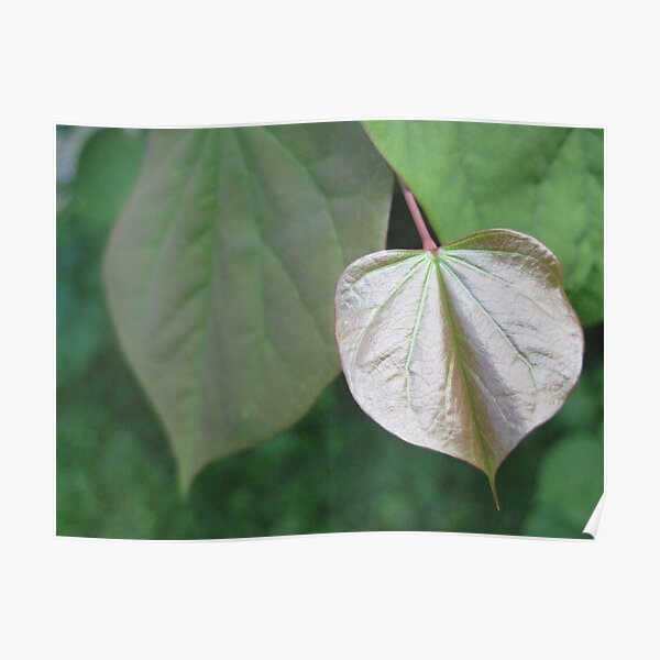 shiny gold heart leaf Poster