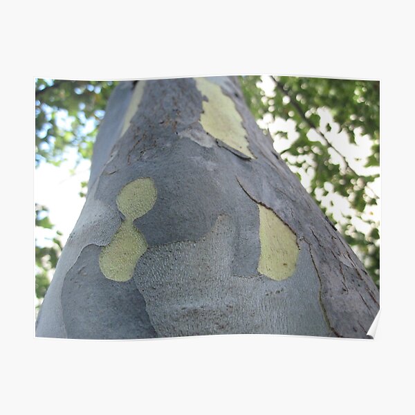 bark abstract Poster