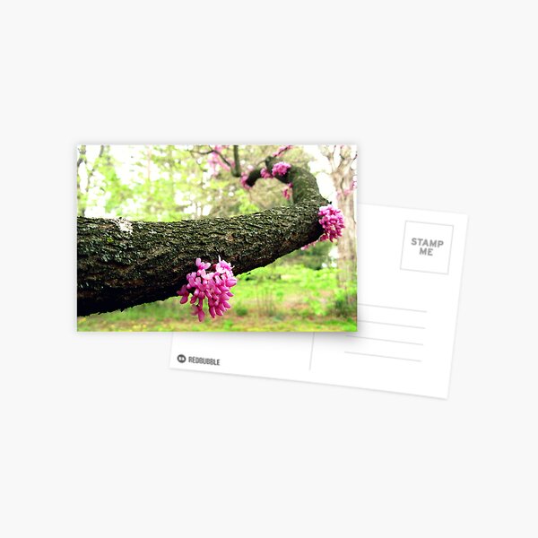 blooming arm Postcard