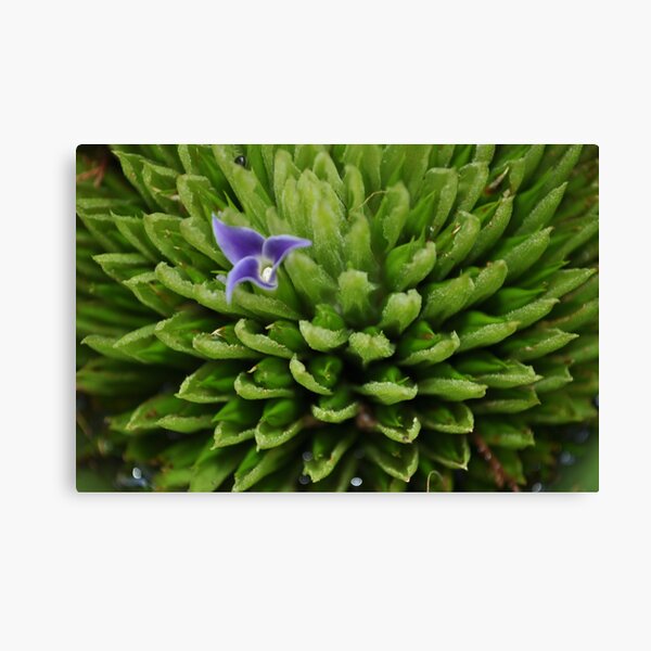 just one bloom Canvas Print