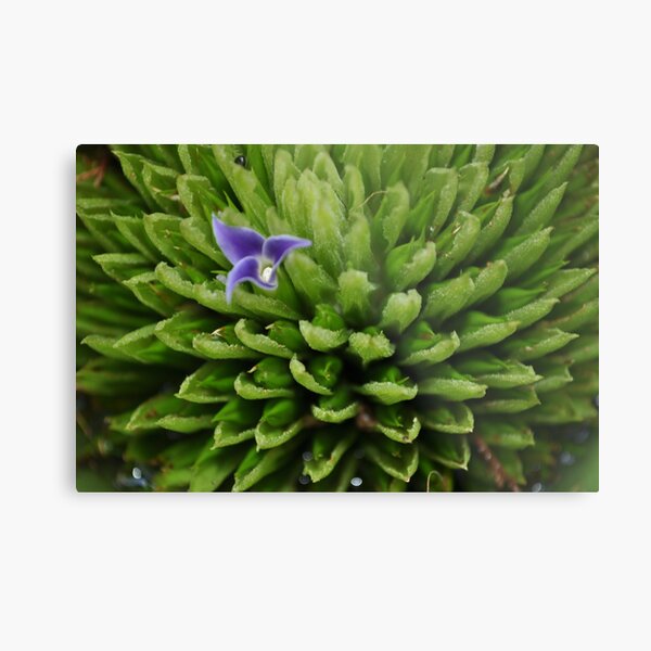 just one bloom Metal Print
