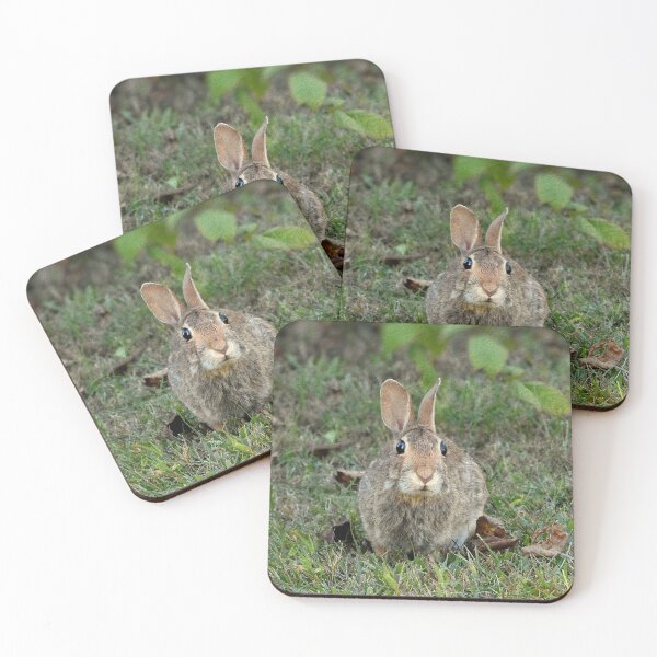 Item preview, Cottontail designed and sold by PatSeg Photos.