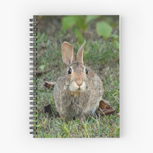 Item preview, Cottontail designed and sold by PatSeg Photos.